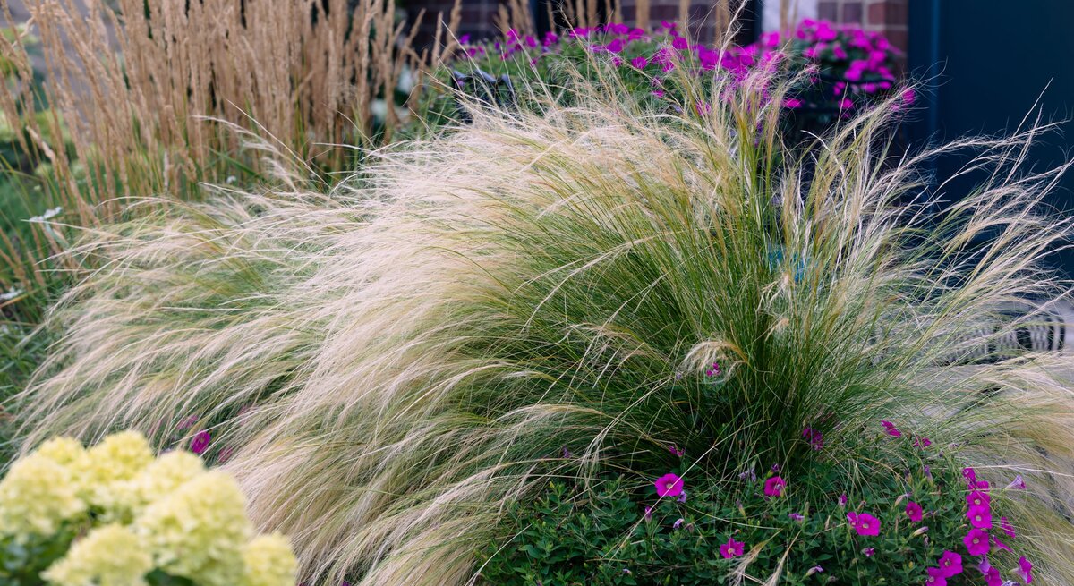 Ziergras im Garten mit lila Stauden kombiniert.