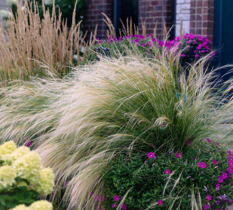 Ziergras im Garten mit lila Stauden kombiniert. | © Adobe Stock