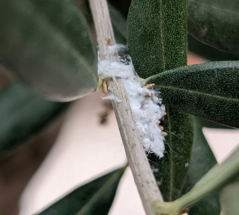 Olivenbaum Zweig mit Wollläusen | © Ann-Kathrin Schöll