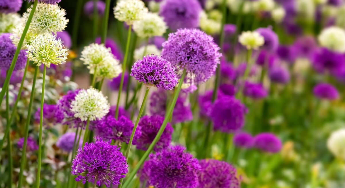 Üppige Alliumblüten in Violett und Weiß wiegen sich auf hohen Stielen in einem farbenfrohen Frühlingsbeet.