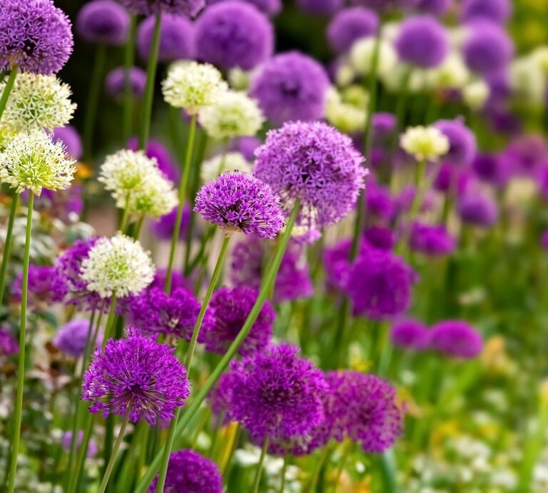 Üppige Alliumblüten in Violett und Weiß wiegen sich auf hohen Stielen in einem farbenfrohen Frühlingsbeet. | © AdobeStock/ON-Photography