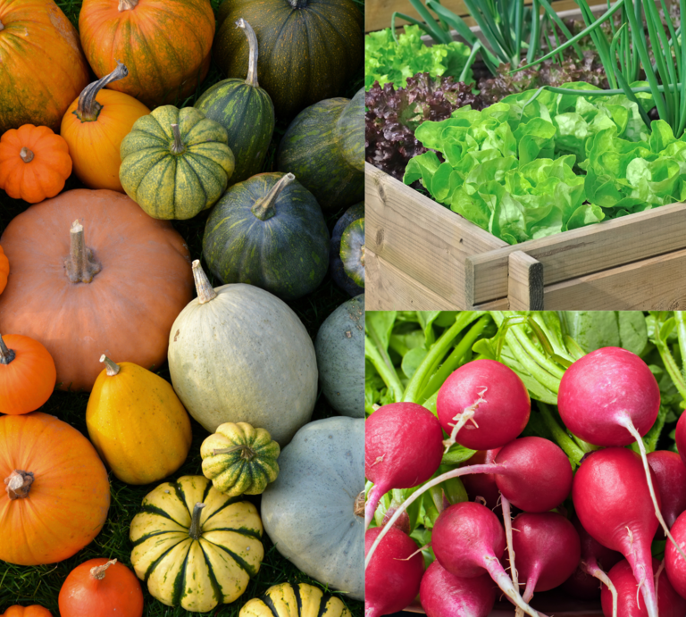 Bunte Kürbisse auf Gras, daneben ein Hochbeet mit Salat und Frühlingszwiebeln sowie frisch geerntete rote Radieschen. | © Canva/collge:bildderfrau.de