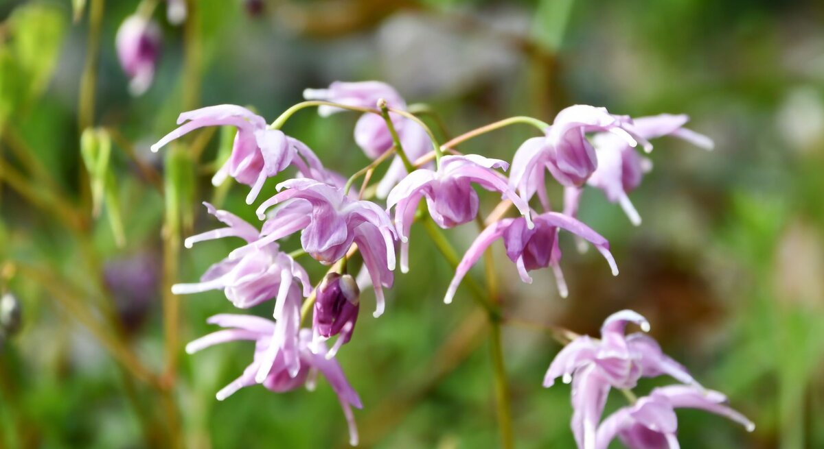 Zarte, hellviolette Blüten von Elfenblumen hängen filigran an dünnen Stängeln vor einem unscharfen, grünen Naturhintergrund.