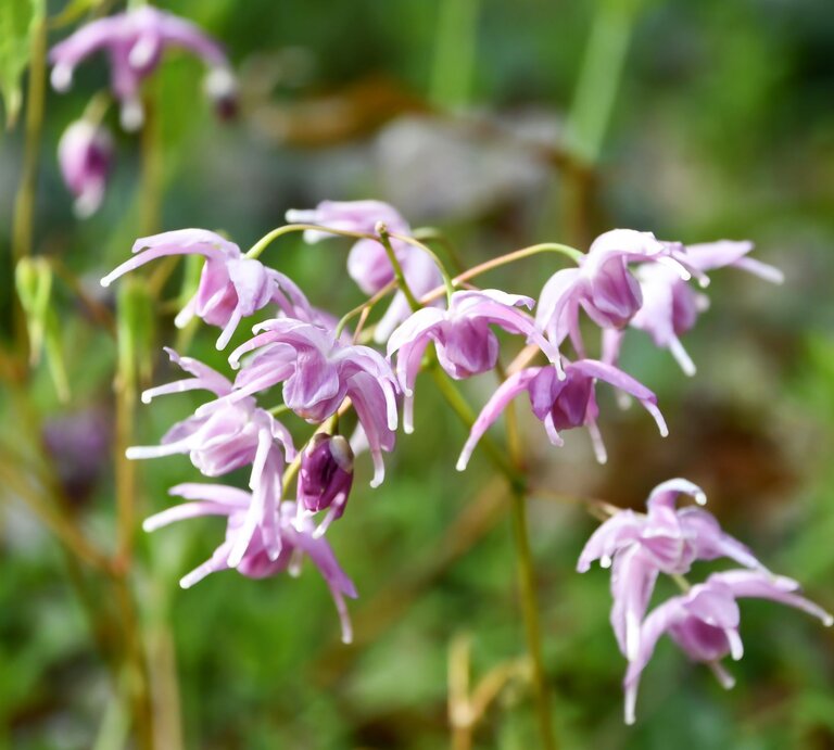 Zarte, hellviolette Blüten von Elfenblumen hängen filigran an dünnen Stängeln vor einem unscharfen, grünen Naturhintergrund. | © Adobe Stock/ maaagram