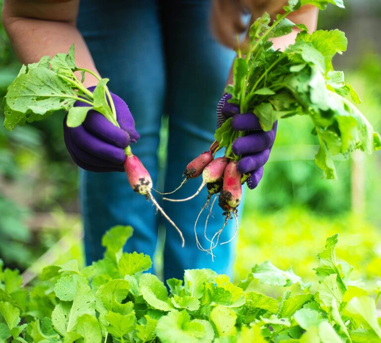 Eine Frau hält frisch geerntete Radieschen in den Händen und steht auf einem Feld. | © gettyimages/	Cavan Images / Inna Chernysh