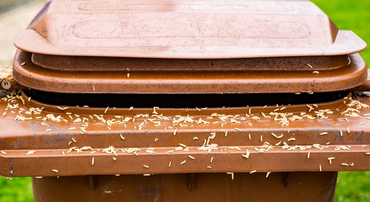 Ein brauner Mülleimer im Freien, dessen Deckel nicht ganz geschlossen ist und mit Maden bedeckt ist.
