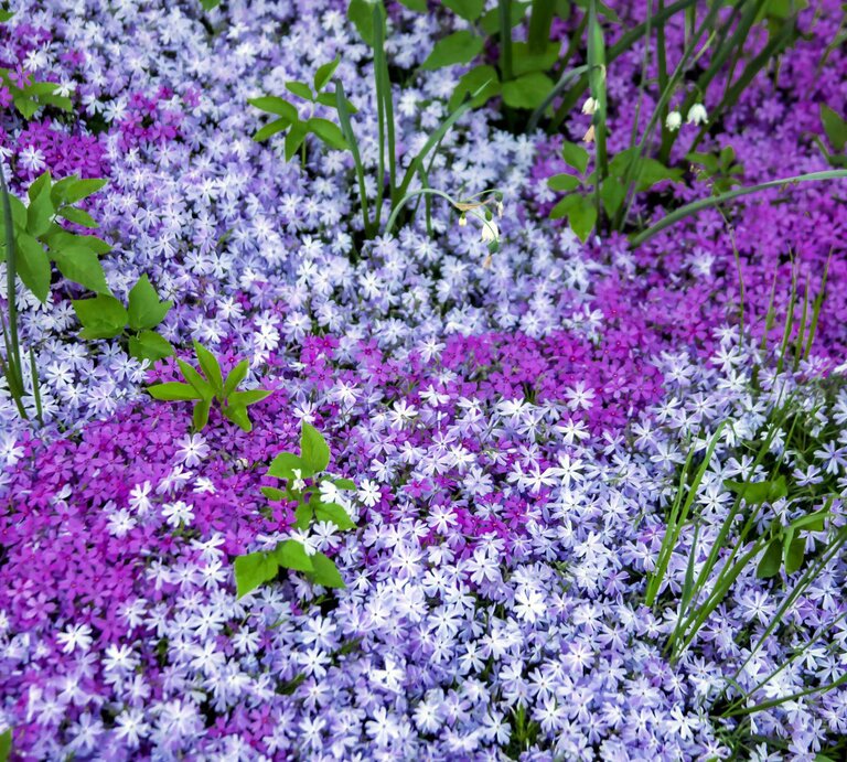 Beet mit lila Phlox als Bodendecker | © Adobe Stock