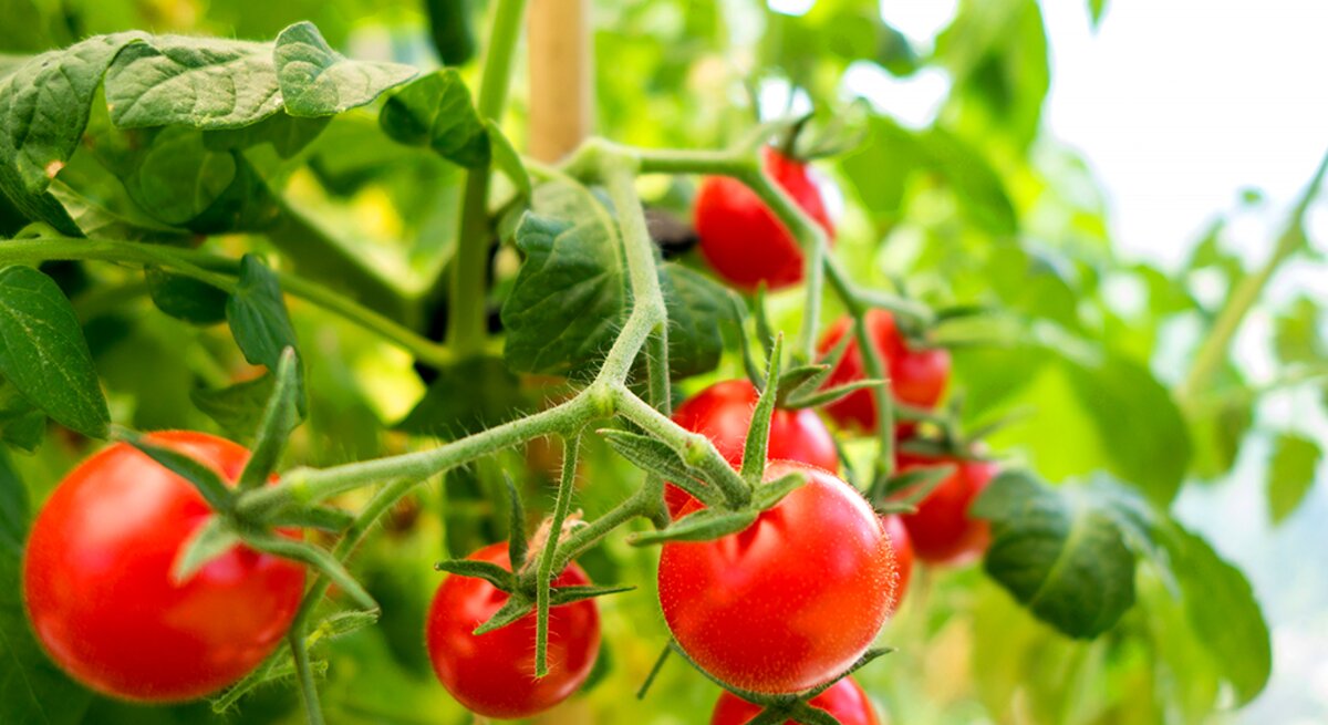 Gedüngte Tomaten am Strauch