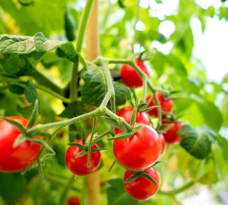 Gedüngte Tomaten am Strauch | © Getty Images